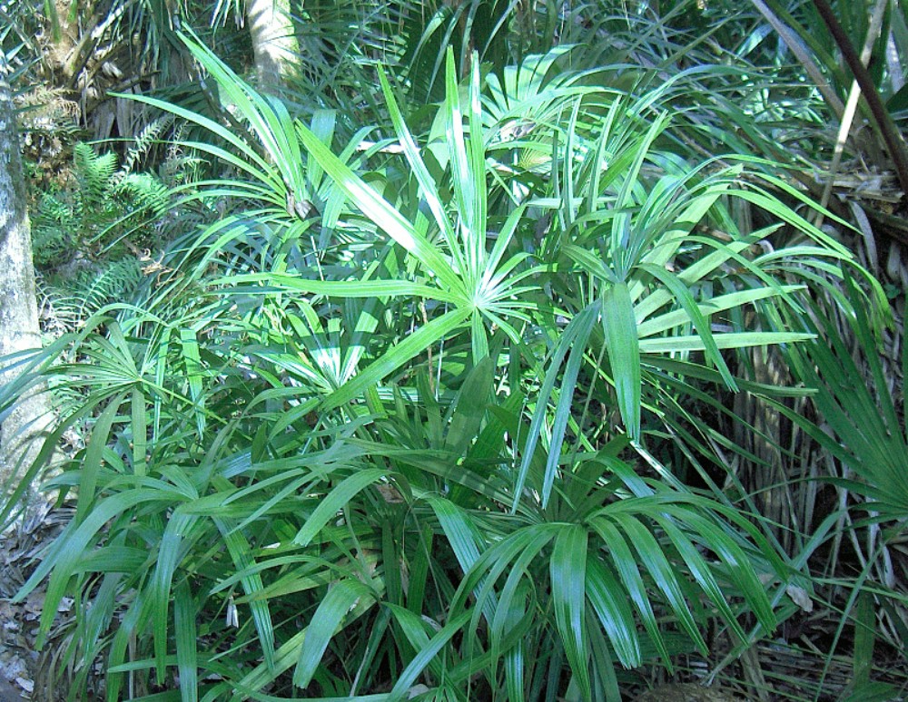 needle_palm3